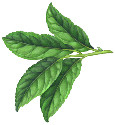 Tea leaf branch with four tea leaves.