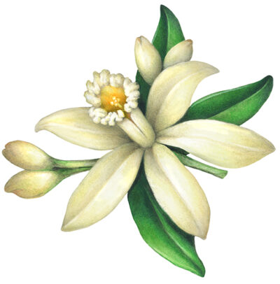 Vanilla flower with buds and leaves.