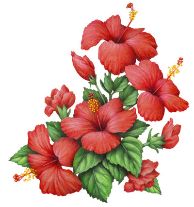 Four red hibiscus flowers with four red hibiscus buds.