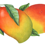 Two whole mangos with leaves.