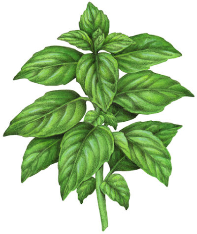 Basil plant with sixteen leaves