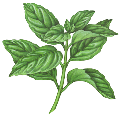 Basil plant with 10 leaves.