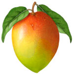 One whole mango with two leaves.