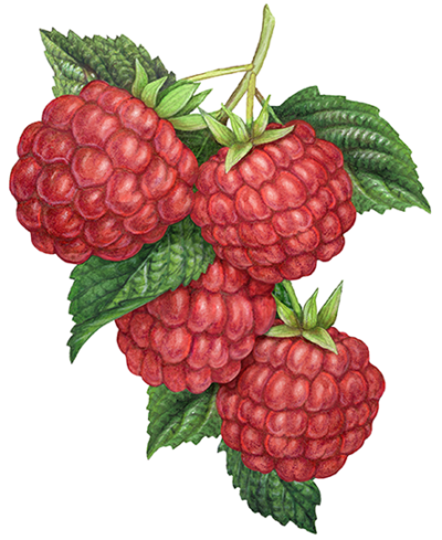 Four raspberries on a stem with leaves.