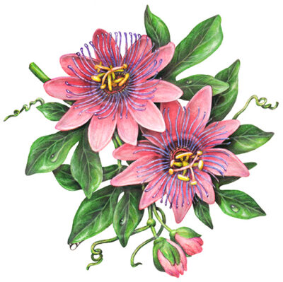 Passion flower branch with two pink passion flowers, flower buds, leaves and vines.